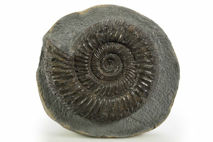 Jurassic Ammonite (Peronoceras) Fossil - England #316400